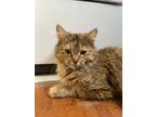 Adopt Miss Goldie a Domestic Longhair / Mixed (short coat) cat in Brigham City -