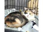 Adopt Zelda a Domestic Longhair / Mixed (short coat) cat in Brigham City -