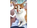 Adopt Ginger a Domestic Shorthair / Mixed (short coat) cat in Brigham City -