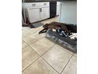 Adopt Rlsa a Brown/Chocolate Labrador Retriever / Mixed dog in Gilroy