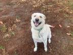 Adopt artic a White Labrador Retriever / Labrador Retriever / Mixed dog in
