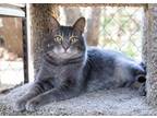 Adopt Buddy a Gray or Blue Domestic Shorthair / Domestic Shorthair / Mixed cat