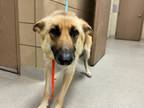 Adopt 55923630 a Black German Shepherd Dog / Mixed dog in Mesquite