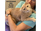 Adopt Richmond a Orange or Red Domestic Shorthair / Domestic Shorthair / Mixed