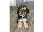 Adopt Luna a Tricolor (Tan/Brown & Black & White) Aussiedoodle / Mixed dog in