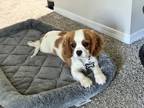 Adopt Camden a White - with Brown or Chocolate Cavalier King Charles Spaniel /