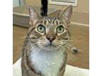 Adopt Lugnuts a Domestic Shorthair / Mixed cat in Walnut Creek, CA (41466883)