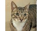 Adopt Lugnuts a Domestic Shorthair / Mixed cat in Walnut Creek, CA (41466883)