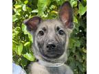 Adopt Rockhound a German Shepherd Dog / Mixed dog in Walnut Creek, CA (41466882)