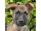 Adopt River Dog a German Shepherd Dog / Mixed dog in Walnut Creek, CA (41466881)