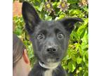 Adopt Rumble Pony a German Shepherd Dog / Mixed dog in Walnut Creek