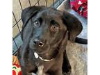 Adopt Misty a Labrador Retriever / Mixed dog in Walnut Creek, CA (41466878)