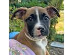 Adopt Bolt a Boxer / Pit Bull Terrier / Mixed dog in Walnut Creek, CA (41466875)