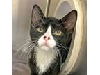 Adopt Bran a Domestic Shorthair / Mixed cat in Walnut Creek, CA (41466873)