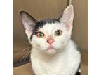 Adopt Krispies a Domestic Shorthair / Mixed cat in Walnut Creek, CA (41466872)