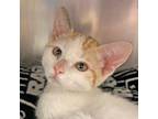 Adopt Wheaties a Domestic Shorthair / Mixed cat in Walnut Creek, CA (41466868)