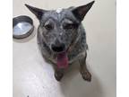 Adopt Roger (foster or adopter needed!) a Merle Australian Cattle Dog / Mixed