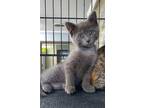 Adopt Presley a Gray or Blue Domestic Shorthair (short coat) cat in Keokuk