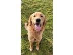 Adopt Zuko a Red/Golden/Orange/Chestnut Golden Retriever / Mixed dog in Olympia