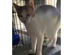 Adopt Hugh a Orange or Red (Mostly) Domestic Shorthair / Mixed (short coat) cat
