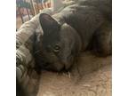 Adopt Cardi B a Gray or Blue Domestic Shorthair / Mixed (short coat) cat in