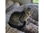 Adopt Columbus a Brown Tabby Domestic Shorthair / Mixed (short coat) cat in