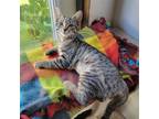 Adopt Costa Mesa a Brown Tabby Domestic Shorthair / Mixed (short coat) cat in