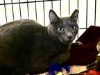 Adopt Micheelo a Gray or Blue Domestic Shorthair / Mixed (short coat) cat in