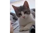 Adopt Stoney a Gray or Blue American Shorthair / Mixed (short coat) cat in