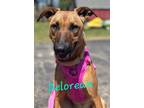 Adopt Delorean a Brown/Chocolate - with Black German Shepherd Dog / Mixed Breed