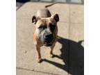 Adopt (au) Luna a Mixed Breed (Medium) / Mixed dog in Fargo, ND (41390590)