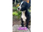 Adopt Wilma a Black - with White Boxer / Labrador Retriever / Mixed dog in