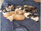 Adopt kittens a Orange or Red Domestic Shorthair / Mixed (short coat) cat in