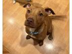 Adopt Marney a Brown/Chocolate Pit Bull Terrier / Mixed Breed (Medium) / Mixed