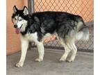 Adopt Husky boy in danger!!! a Black - with White Husky / Mixed dog in Bonita