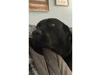 Adopt Onyx a Black Labrador Retriever / Mixed dog in Carson City, NV (41466886)