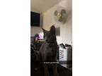 Adopt Richie a Gray or Blue Domestic Shorthair / Mixed (short coat) cat in San
