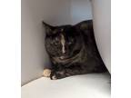 Adopt Secret a Tortoiseshell Domestic Shorthair (short coat) cat in Kalamazoo