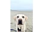 Adopt Maely a White Labrador Retriever / Mixed dog in Franklin, NH (41466820)