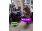 Adopt Antoinette a Brown Tabby Domestic Shorthair (short coat) cat in Kalamazoo
