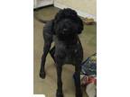 Adopt Sammy a Black Labradoodle / Mixed dog in Poteau, OK (41466816)