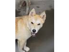 Adopt Jinx a Tan/Yellow/Fawn Husky / Mixed dog in Espanola, NM (41451213)