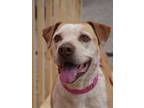 Adopt Petunia (@ Top Dog) a Tan/Yellow/Fawn Mixed Breed (Medium) / Mixed Breed