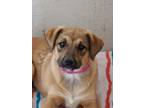 Adopt Chandra a Tan/Yellow/Fawn Shepherd (Unknown Type) / Mixed dog in Espanola