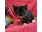 Adopt Tilly a All Black Domestic Shorthair / Domestic Shorthair / Mixed cat in