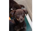 Adopt Hope a Brown/Chocolate Doberman Pinscher / Mixed dog in Espanola