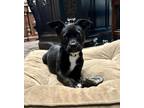 Adopt Beans a Black American Pit Bull Terrier / Mixed Breed (Medium) / Mixed