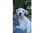Adopt Walter lane a White Boxer / Labrador Retriever / Mixed dog in Waterbury