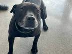 Adopt Luke a Black Labrador Retriever / American Staffordshire Terrier dog in