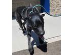 Adopt Edgar* a Black Labrador Retriever dog in Kingman, AZ (41466849)